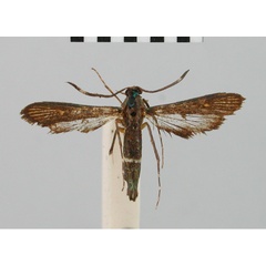 /filer/webapps/moths/media/images/H/hilariformis_Chamanthedon_AF_BMNH.jpg