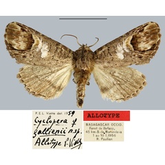 /filer/webapps/moths/media/images/G/gallienii_Cyclopera_AT_MNHN.jpg