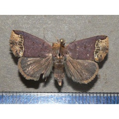 /filer/webapps/moths/media/images/L/leucosticha_Plecoptera_A_Goff_01.jpg