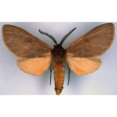 /filer/webapps/moths/media/images/T/titan_Metarctia_PT_BMNH.jpg