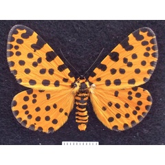 /filer/webapps/moths/media/images/L/lepida_Zerenopsis_AF_Sommerer_02.jpg