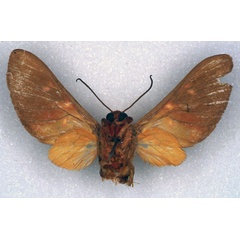 /filer/webapps/moths/media/images/A/angolensis_Balacra_HT_ZSM_02.jpg