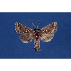 /filer/webapps/moths/media/images/A/agassizi_Arbelodes_HT_ZMHB.jpg