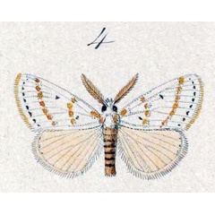 /filer/webapps/moths/media/images/G/gracilis_Lacipa_STM_Hopffer_28_4.jpg