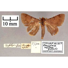 /filer/webapps/moths/media/images/R/reflexa_Plecoptera_HT_OUMNH_01.jpg