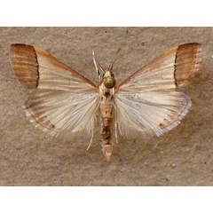 /filer/webapps/moths/media/images/R/rubricostalis_Pseudonoorda_A.Butler.jpg