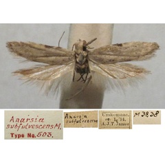 /filer/webapps/moths/media/images/S/subfulvescens_Anarsia_HT_TMSA.jpg
