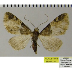 /filer/webapps/moths/media/images/Z/zombensis_Eupithecia_PTF_ZSM_02.jpg