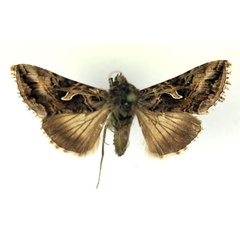 /filer/webapps/moths/media/images/C/circumflexa_Cornutiplusia_A_RMCA.jpg