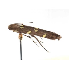 /filer/webapps/moths/media/images/O/octopunctata_Caloptilia_A_RMCA6128.jpg
