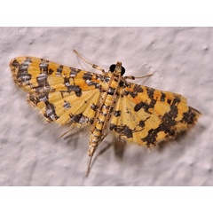 /filer/webapps/moths/media/images/T/tricoloralis_Eurrhyparodes_A_Mazzei_01.jpg