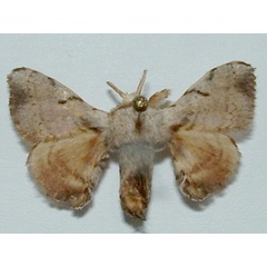/filer/webapps/moths/media/images/V/versicolora_Racinoa_A_Makete_01.jpg