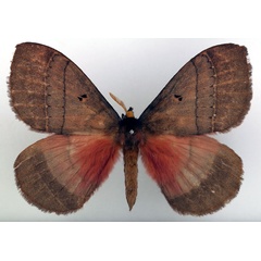 /filer/webapps/moths/media/images/R/rhodoptera_Rhodopteriana_AM_Basquin.jpg