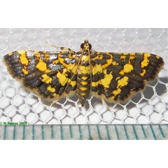 /filer/webapps/moths/media/images/T/tricoloralis_Eurrhyparodes_A_Bippus_02.jpg