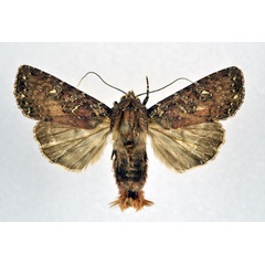 /filer/webapps/moths/media/images/A/annosa_Feliniopsis_A_NHMO.jpg
