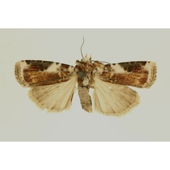 /filer/webapps/moths/media/images/B/bilacteata_Euxootera_AT_RMCA_02.jpg