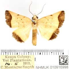 /filer/webapps/moths/media/images/H/horus_Bocula_AM_BMNH.jpg