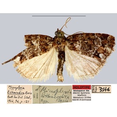 /filer/webapps/moths/media/images/L/lithacodica_Microplexia_HT_MNHN.jpg