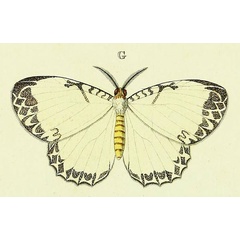/filer/webapps/moths/media/images/C/cunina_Phiala_Cramer3_257_G.jpg