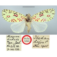 /filer/webapps/moths/media/images/D/dulcis_Mazuca_HT_BMNH.jpg