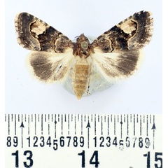 /filer/webapps/moths/media/images/T/tenera_Epharmottomena_AF_BMNH.jpg