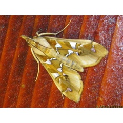 /filer/webapps/moths/media/images/M/margaritis_Terastria_A_Liebenberg.jpg