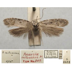 /filer/webapps/moths/media/images/M/mitescens_Anarsia_HT_TMSA.jpg