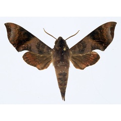 /filer/webapps/moths/media/images/F/funebris_Temnora_AM_Basquin.jpg