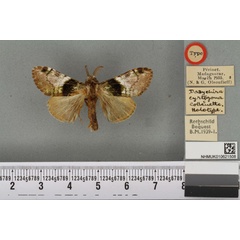 /filer/webapps/moths/media/images/C/cyrtozona_Dasychira_HT_BMNHa.jpg