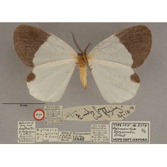 /filer/webapps/moths/media/images/M/majuscula_Hylemeridia_HT_OUMNH_02.jpg
