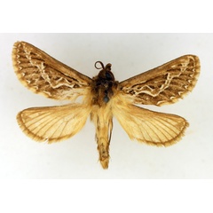 /filer/webapps/moths/media/images/L/leucophaea_Eudalaca_AM_TMSA.jpg