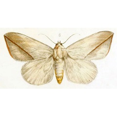 /filer/webapps/moths/media/images/A/allardi_Hypopyra_HT_Oberthur1878_6.jpg