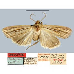 /filer/webapps/moths/media/images/H/heimi_Mythimna_HT_MNHN.jpg