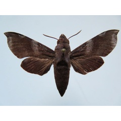 /filer/webapps/moths/media/images/C/chanudeti_Temnora_PTF_Basquina.jpg