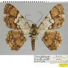 /filer/webapps/moths/media/images/B/bicolor_Dorsifulcrum_PTM_ZSM.jpg