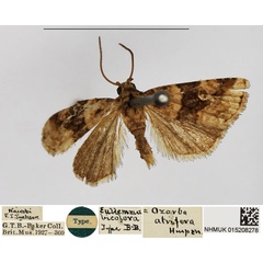/filer/webapps/moths/media/images/B/bicolora_Eublemma_HT_NHMUK.jpg