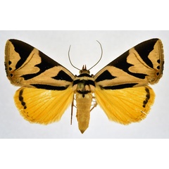 /filer/webapps/moths/media/images/A/attathoides_Attatha_A_NHMO.jpg