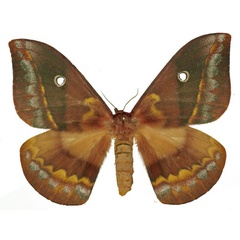 /filer/webapps/moths/media/images/F/fusicolor_Maltagorea_AF_Basquin.jpg