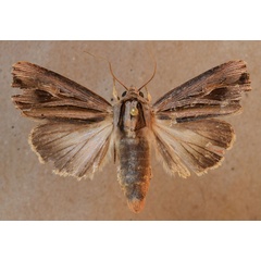 /filer/webapps/moths/media/images/C/campyla_Campydelta_A_Butler.jpg