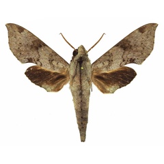 /filer/webapps/moths/media/images/L/livida_Temnora_AM_Basquin_03a.jpg