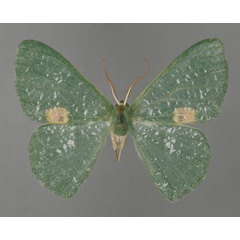 /filer/webapps/moths/media/images/R/rubrimacula_Prasinocyma_A_ZSM_01.jpg