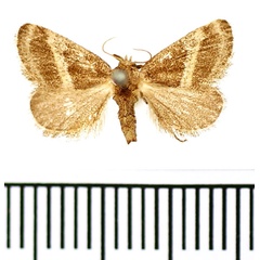 /filer/webapps/moths/media/images/F/fimbriata_Halseyia_AM_BMNH.jpg