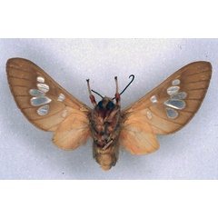 /filer/webapps/moths/media/images/L/longimaculata_Balacra_HT_ZMHB_02.jpg