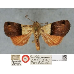 /filer/webapps/moths/media/images/P/postrufa_Eublemma_HT_BMNHa.jpg