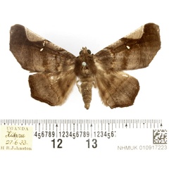 /filer/webapps/moths/media/images/C/costalis_Libystica_AF_BMNH.jpg
