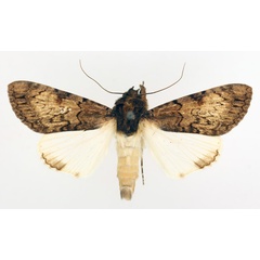 /filer/webapps/moths/media/images/F/fatilega_Ulotrichopus_AM_TMSA_02.jpg