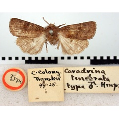 /filer/webapps/moths/media/images/T/tenebrata_Caradrina_HT_BMNH.jpg