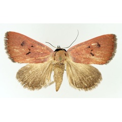 /filer/webapps/moths/media/images/S/sarcistis_Plecoptera_AF_TMSA_02.jpg