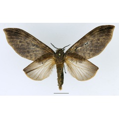 /filer/webapps/moths/media/images/F/forficulatus_Gastroplakaeis_AF_Basquin_02.jpg