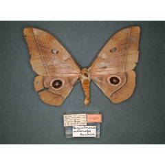 /filer/webapps/moths/media/images/M/melanops_Nudaurelia_HT_RMCA_01.jpg